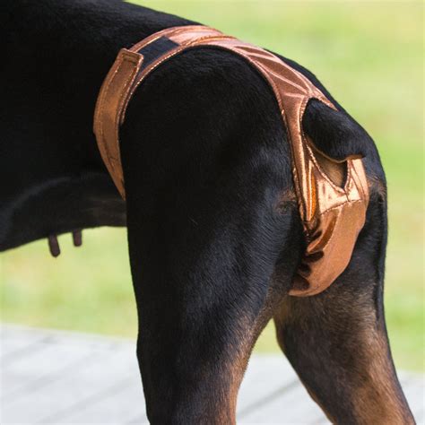 thong doggy|pantsfordogs